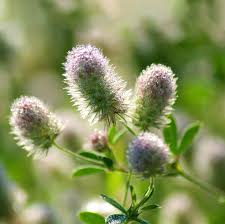 Attēlu rezultāti vaicājumam “Trifolium arvense fruit”