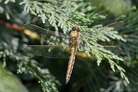 Attēlu rezultāti vaicājumam “Orthetrum cancellatum male”