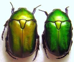 Attēlu rezultāti vaicājumam “Potosia cuprea”