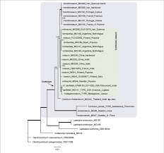 Attēlu rezultāti vaicājumam “Corticium roseum”