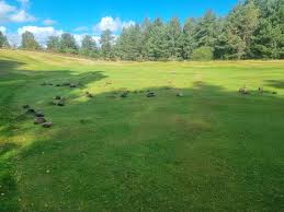 Image result for Abernethy Golf Club