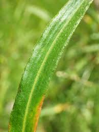 Attēlu rezultāti vaicājumam “Persicaria hydropiper leaf”
