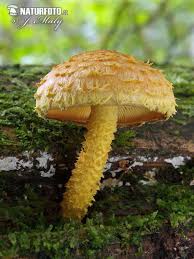 Attēlu rezultāti vaicājumam “Pholiota flammans”