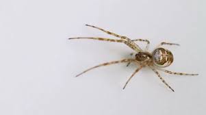 Attēlu rezultāti vaicājumam “Metellina merianae”