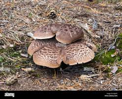 Attēlu rezultāti vaicājumam “Sarcodon imbricatum”