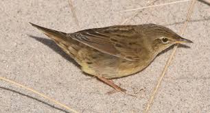 Image result for Locustella lanceolata