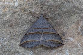 Attēlu rezultāti vaicājumam “Colobochyla salicalis”