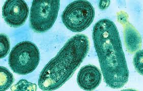 Attēlu rezultāti vaicājumam “Cyanophyta”