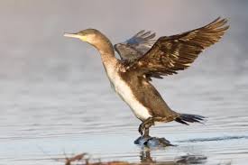 Image result for Phalacrocorax carbo