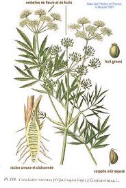 Attēlu rezultāti vaicājumam “Cicuta virosa flower”