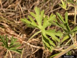 Attēlu rezultāti vaicājumam “Geranium dissectum”