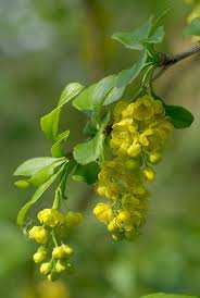 Attēlu rezultāti vaicājumam “Berberis vulgaris”
