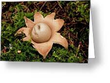Attēlu rezultāti vaicājumam “Geastrum rufescens”