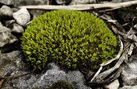 Attēlu rezultāti vaicājumam “Tortella inclinata”