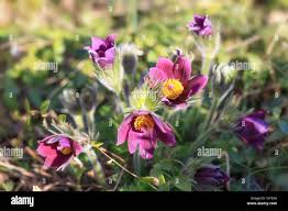 Attēlu rezultāti vaicājumam “Pulsatilla pratensis flower”
