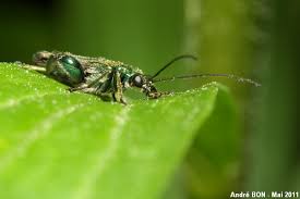 Attēlu rezultāti vaicājumam “Oedemera sp.”