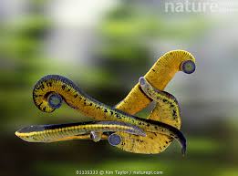 Attēlu rezultāti vaicājumam “Haemopis sanguisuga”