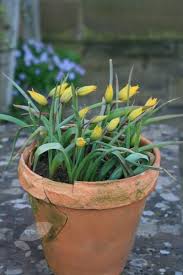 Attēlu rezultāti vaicājumam “Tulipa sylvestris”