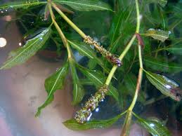 Attēlu rezultāti vaicājumam “Potamogeton lucens leaf”