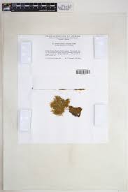 Attēlu rezultāti vaicājumam “Calliergon megalophyllum”