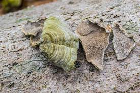 Attēlu rezultāti vaicājumam “Cerrena unicolor”