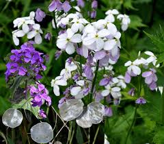 Image result for Lunaria annua