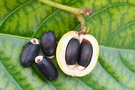 Attēlu rezultāti vaicājumam “Cyperus fuscus fruit”