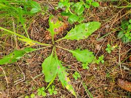 Attēlu rezultāti vaicājumam “Cystiphora sanguinea”