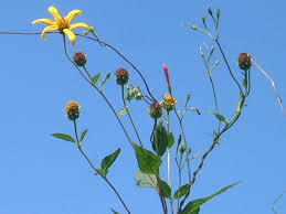 Attēlu rezultāti vaicājumam “Helianthus tuberosus flower”