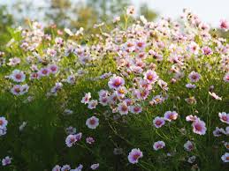 Image result for Schmuckkörbchen