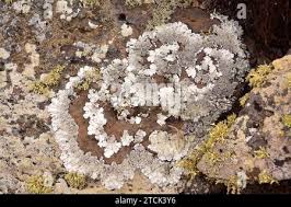 Attēlu rezultāti vaicājumam “Parmelina tiliacea”