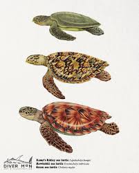 Image result for Lepidochelys kempii