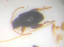 Attēlu rezultāti vaicājumam “Alticinae”