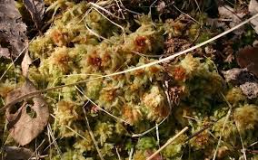 Attēlu rezultāti vaicājumam “Sphagnum angustifolium sporophyte”
