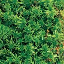 Attēlu rezultāti vaicājumam “Sphagnum palustre”