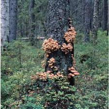 Attēlu rezultāti vaicājumam “Cychramus variegatus”