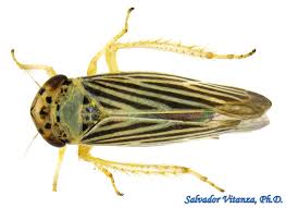 Attēlu rezultāti vaicājumam “Auchenorrhyncha”