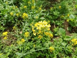 Attēlu rezultāti vaicājumam “Brassica napus”