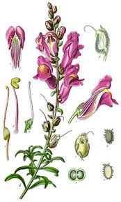 Attēlu rezultāti vaicājumam “Antirrhinum majus flower”