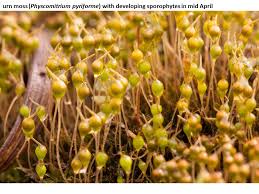 Attēlu rezultāti vaicājumam “Tortula truncata sporophyte”