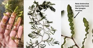 Attēlu rezultāti vaicājumam “Potamogeton compressus leaf”