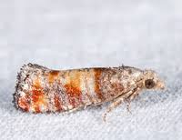 Attēlu rezultāti vaicājumam “Rhyacionia pinicolana”