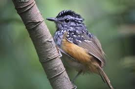 Attēlu rezultāti vaicājumam “Trichia ambigua stalked”