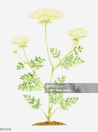 Attēlu rezultāti vaicājumam “Libanotis montana leaf”