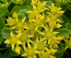 Attēlu rezultāti vaicājumam “Sedum aizoon flower”