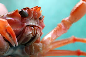 Image result for Chionoecetes opilio