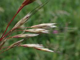 Attēlu rezultāti vaicājumam “Helictotrichon pubescens”