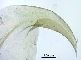 Attēlu rezultāti vaicājumam “Hamatocaulis vernicosus”