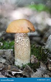 Attēlu rezultāti vaicājumam “Leccinum versipelle”