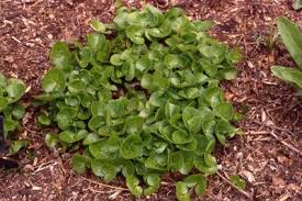 Attēlu rezultāti vaicājumam “Asarum europaeum leaf”